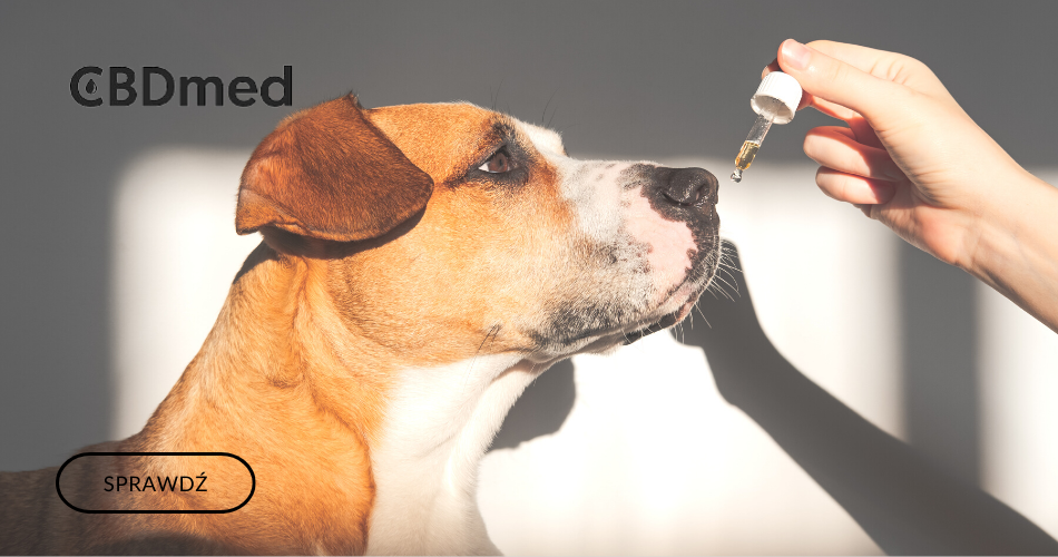 Jak olejek CBD wpływa na zdrowie psów?
